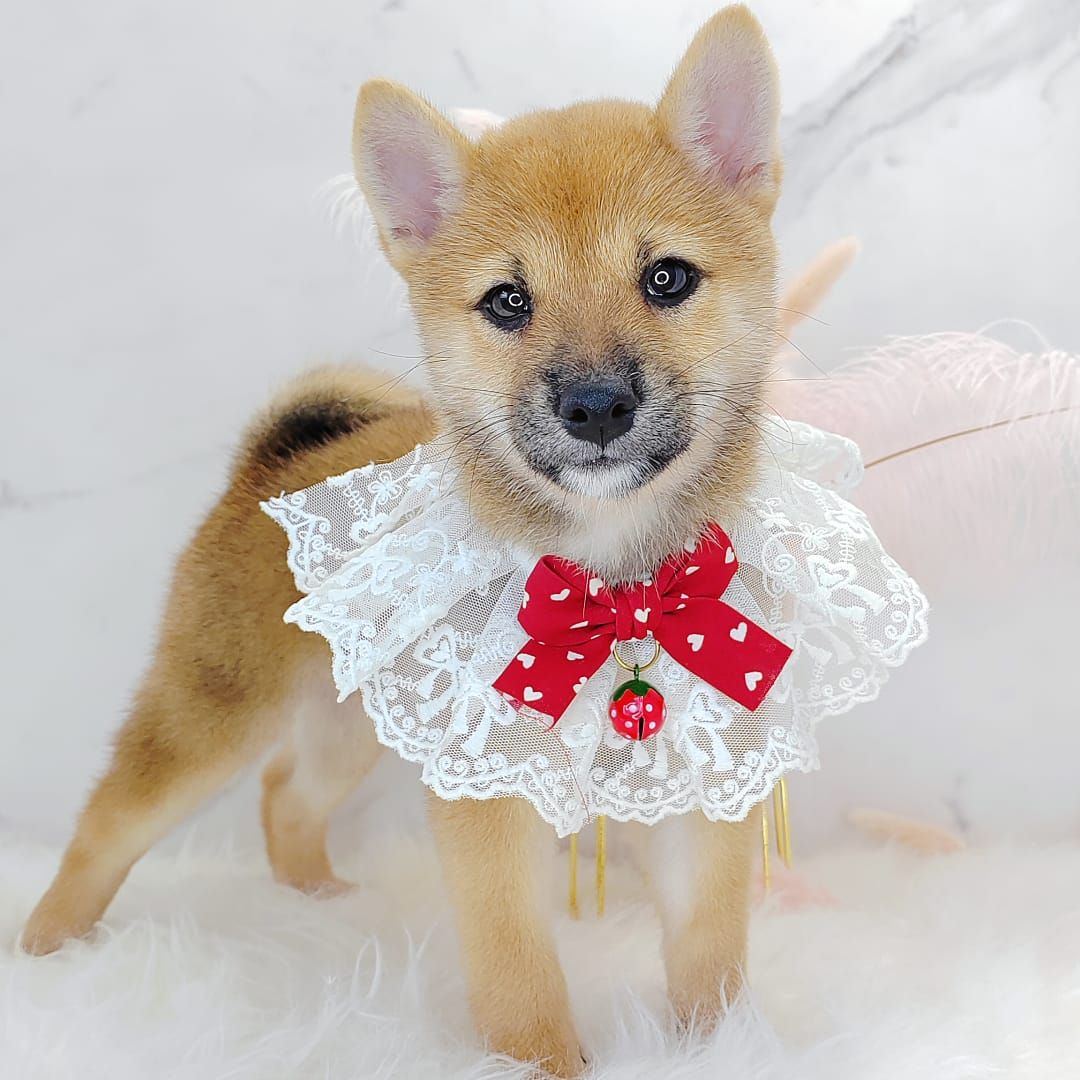 Shiba Inu 柴犬