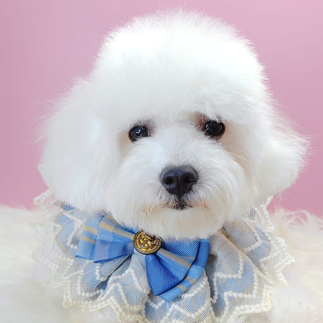 Bichon Frise 比熊