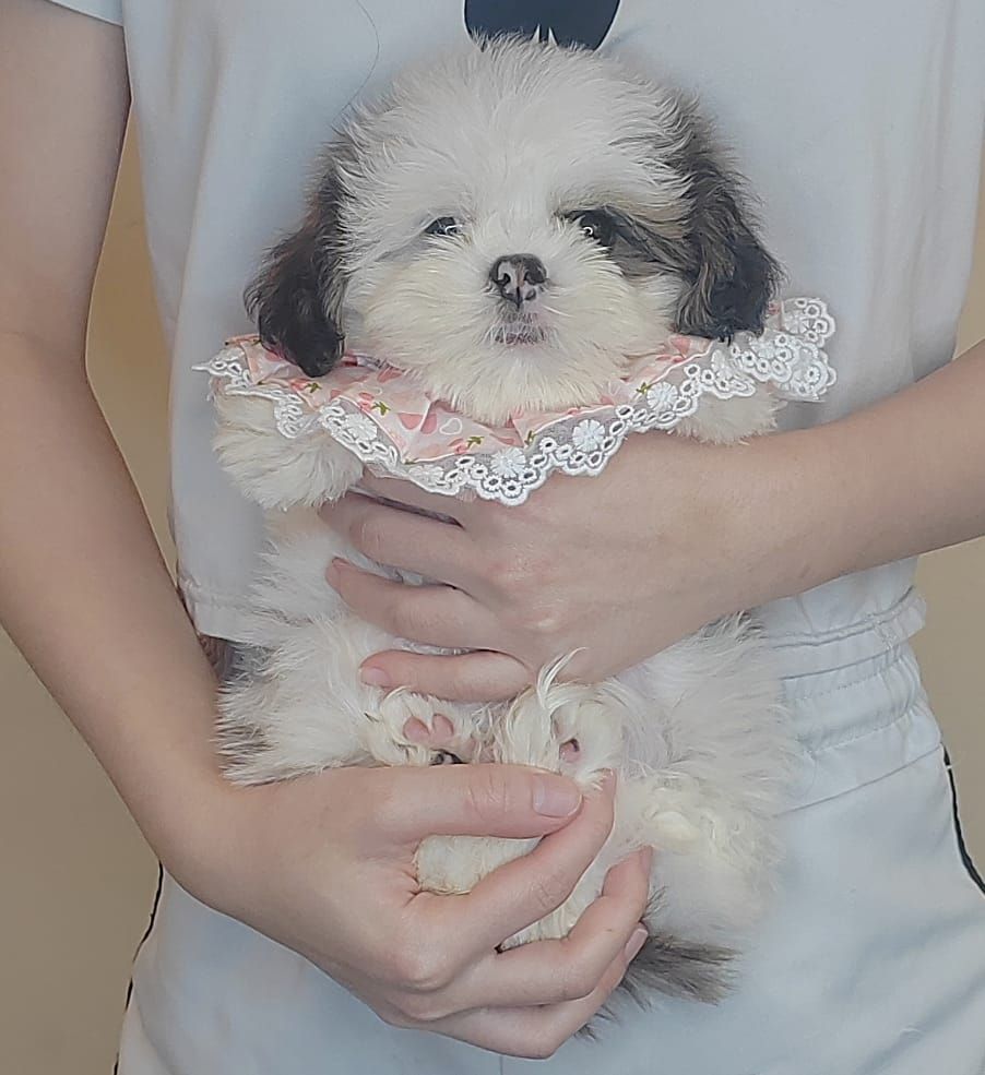 Shih Tzu 西施