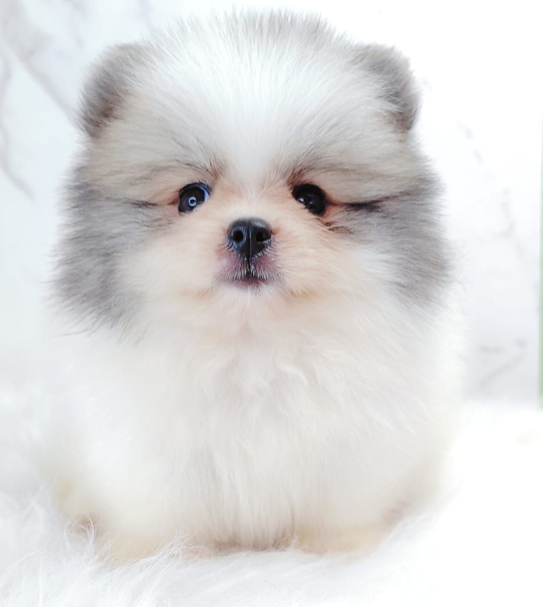 Pomeranian 博美