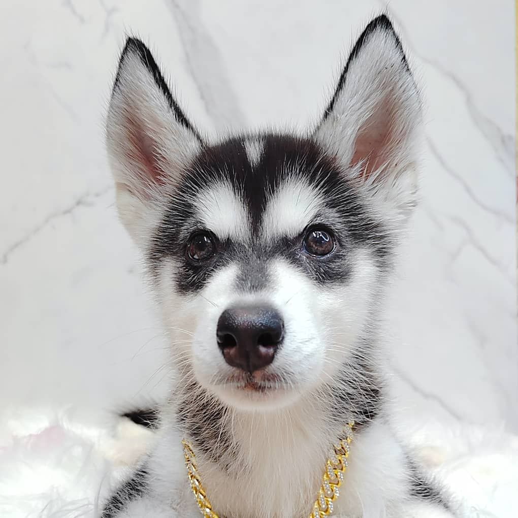 Pomsky 博士奇