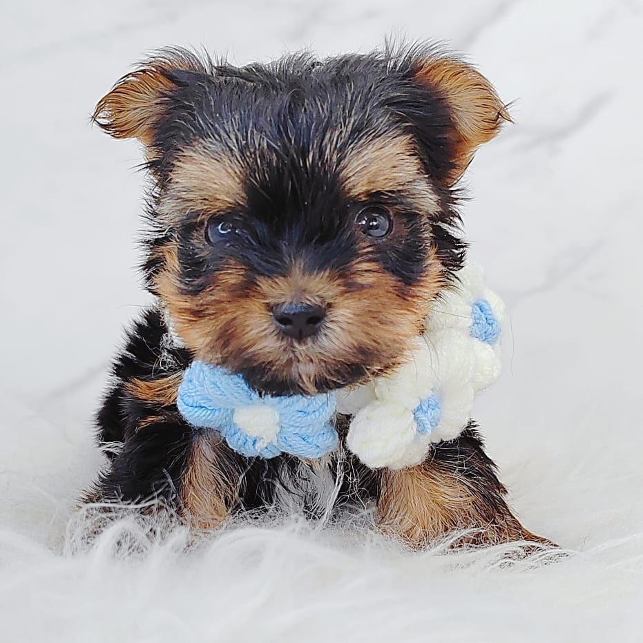 Yorkshire Terrier 约克夏