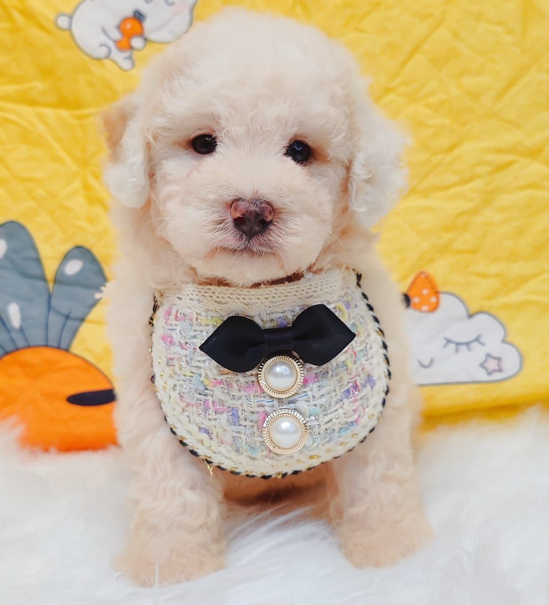 Poodle 娉拌开璐靛