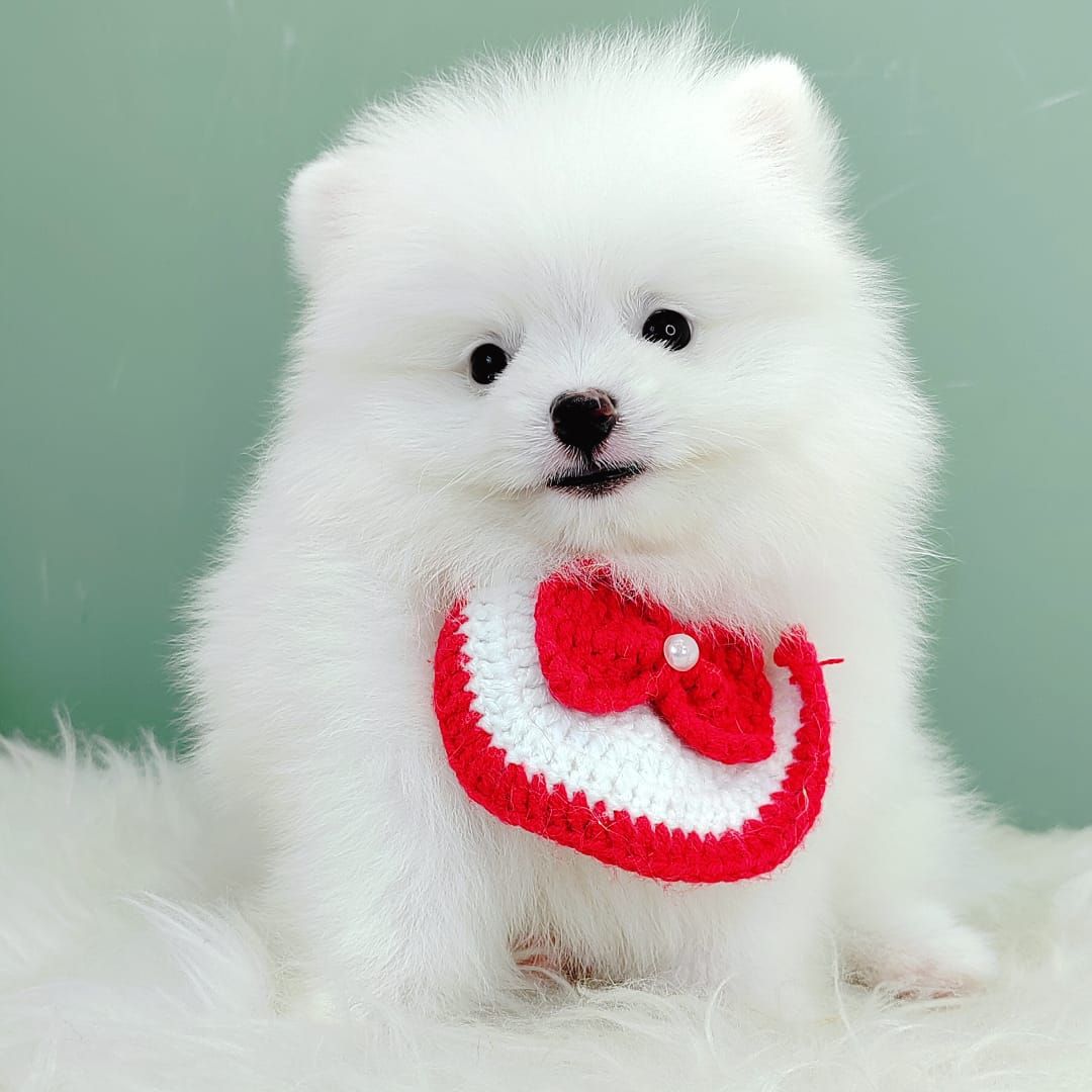Pomeranian 博美