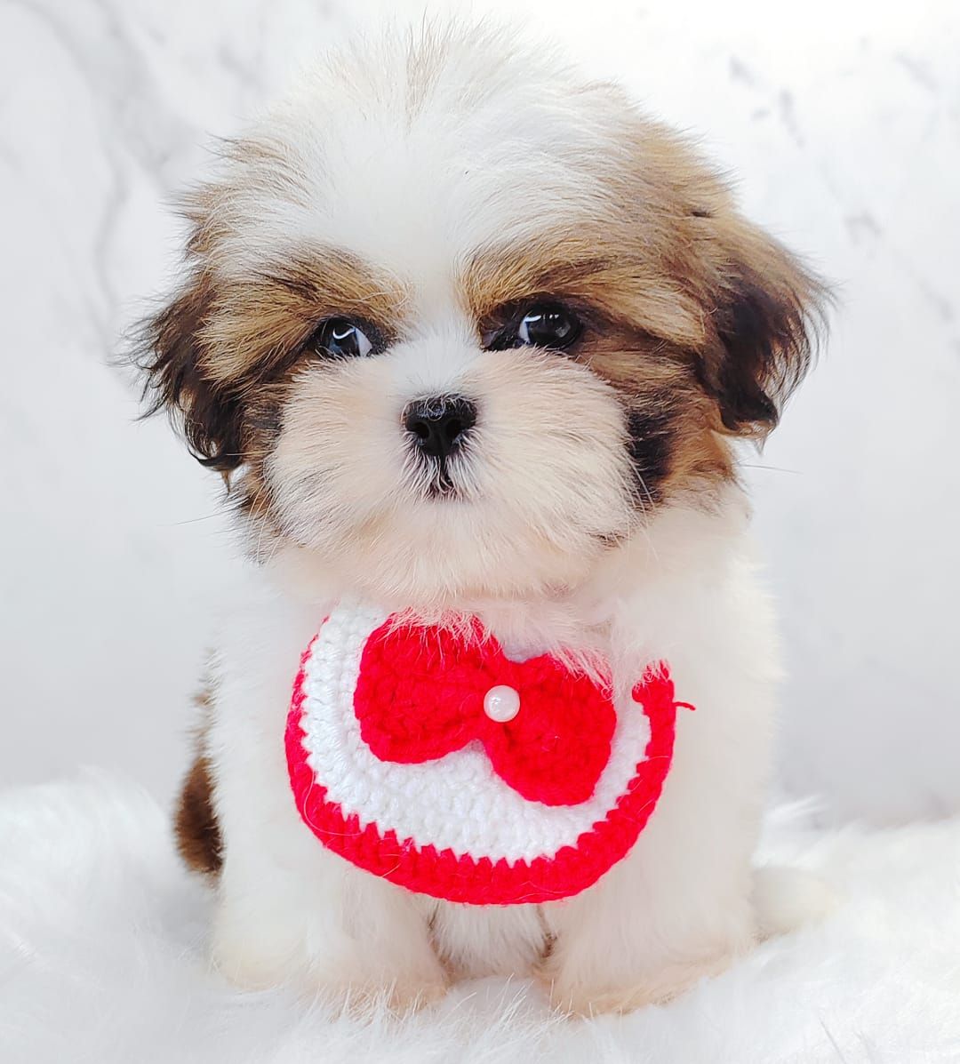 Shih Tzu 西施