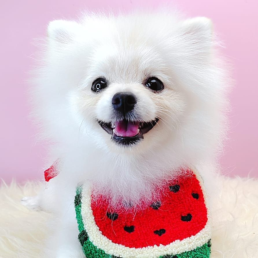 Pomeranian 博美