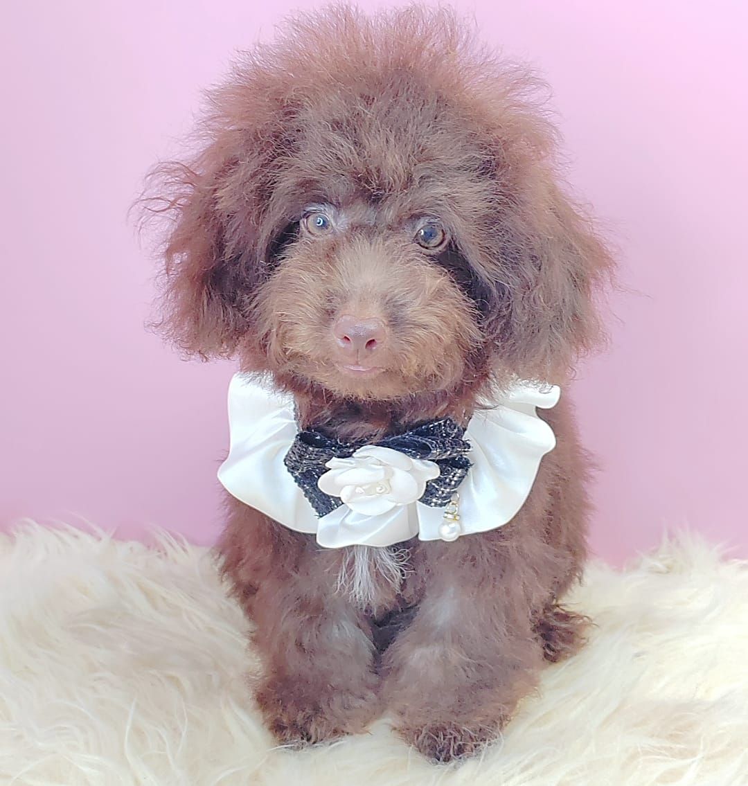 Poodle 娉拌开璐靛