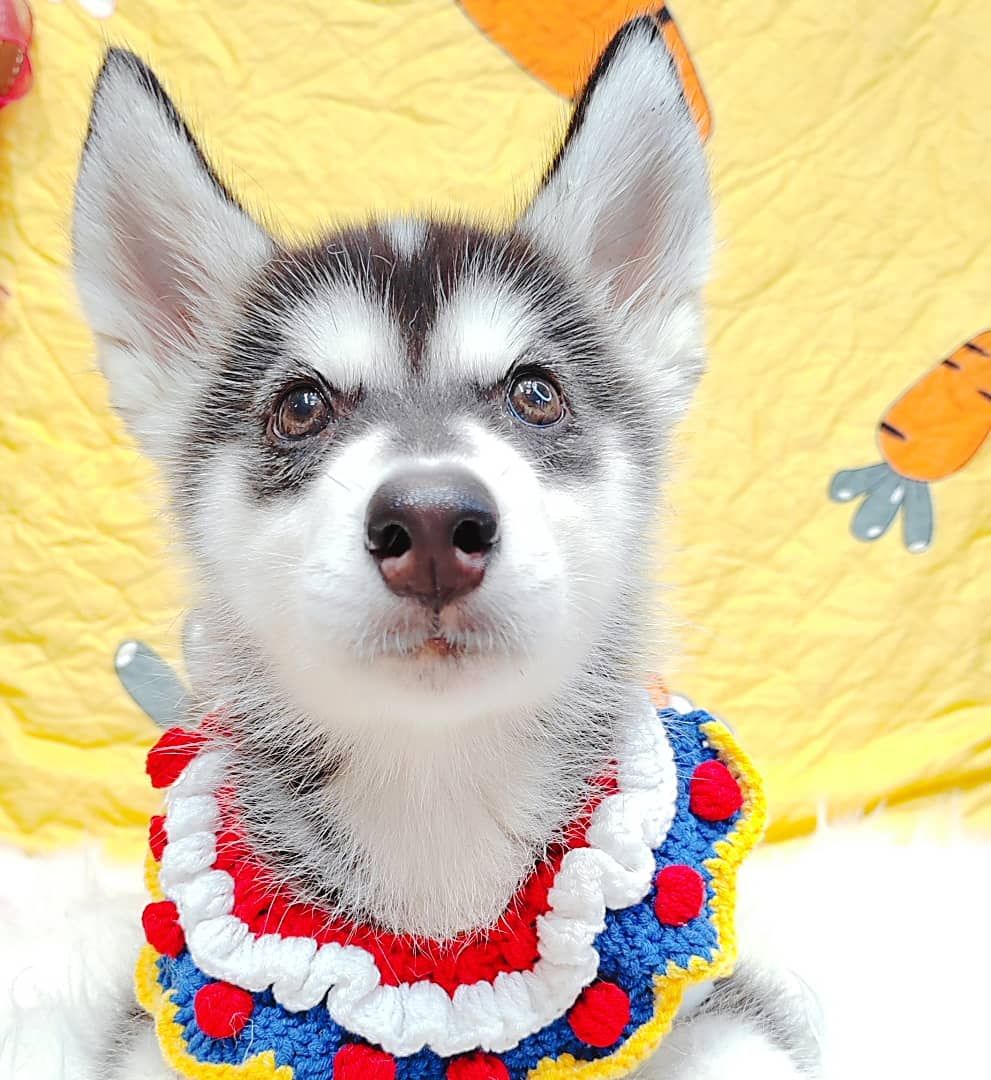 Pomsky 博士奇