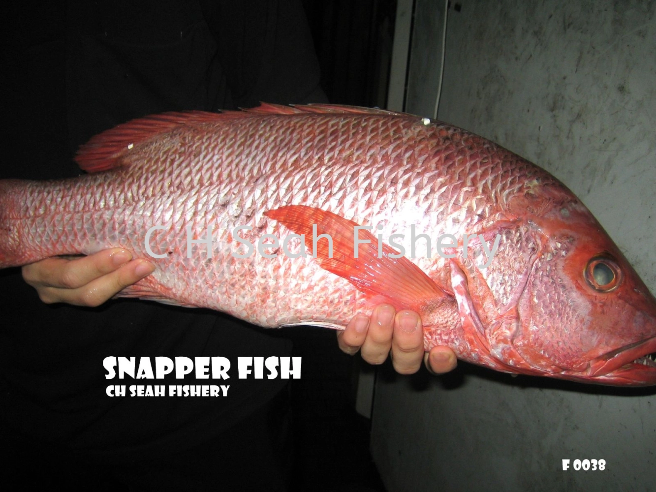 Fresh Red Snapper Fish Selangor, Malaysia, Kuala Lumpur (KL), Seri ...