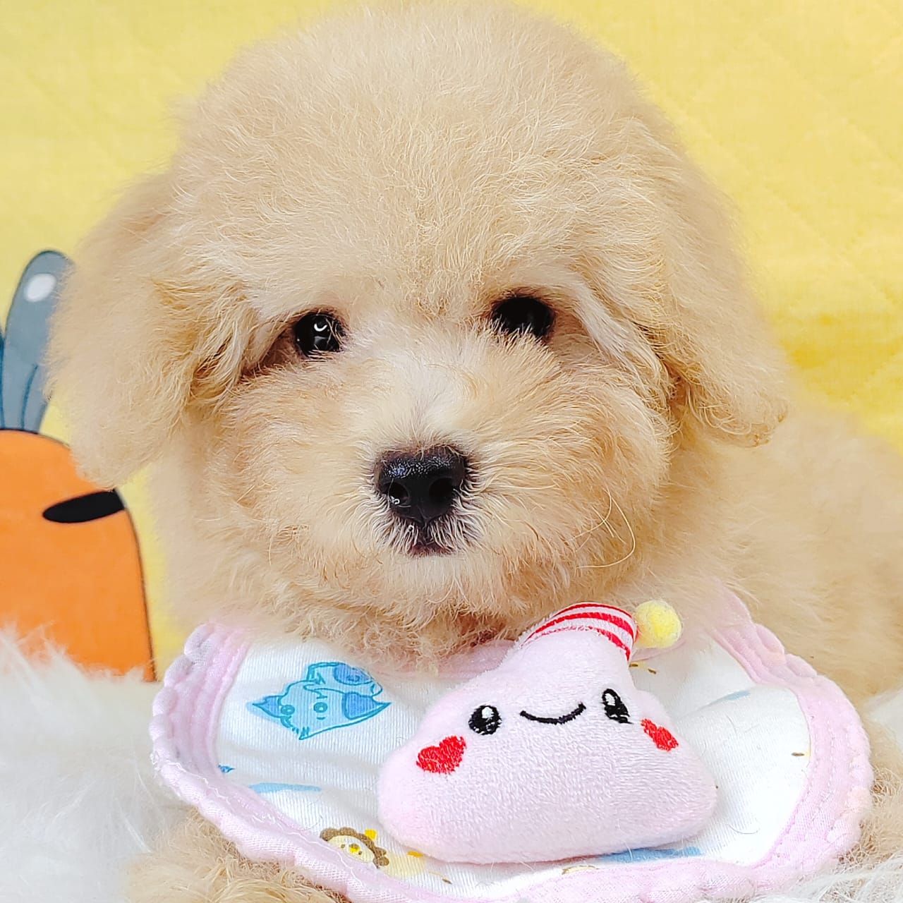 Poodle 娉拌开璐靛