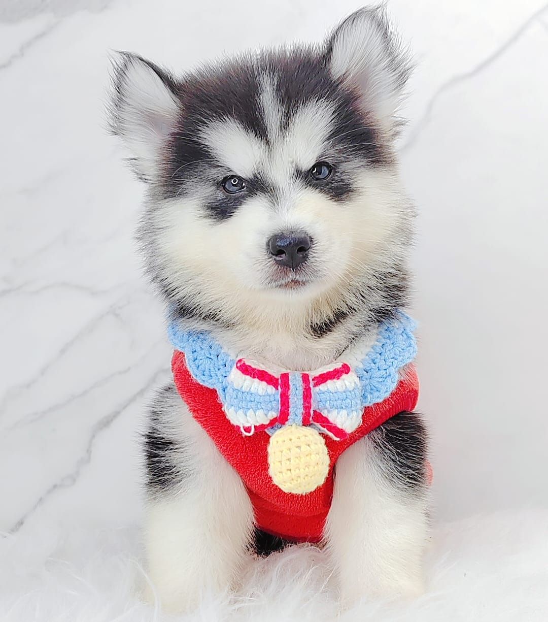 Pomsky 博士奇