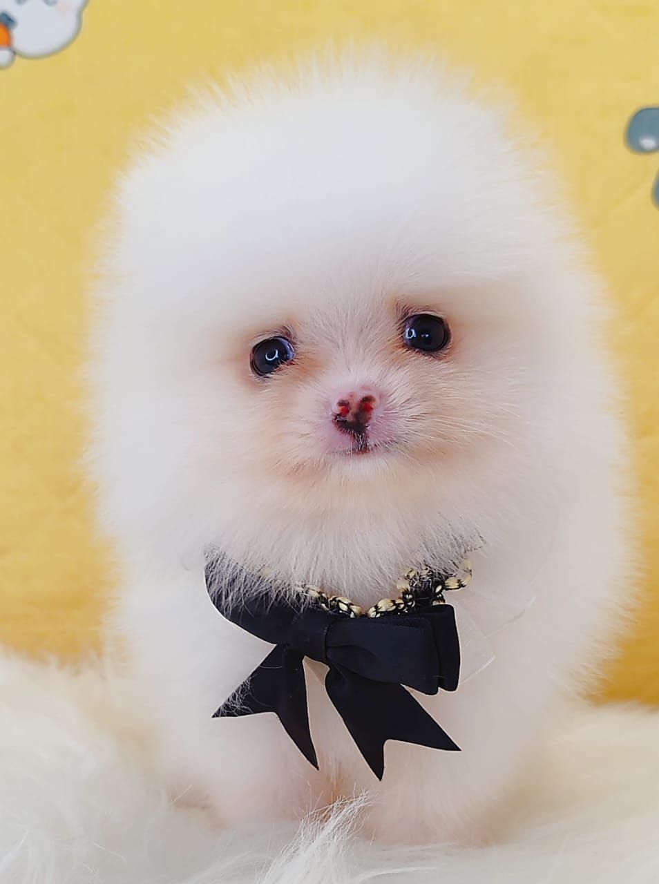 Pomeranian 博美