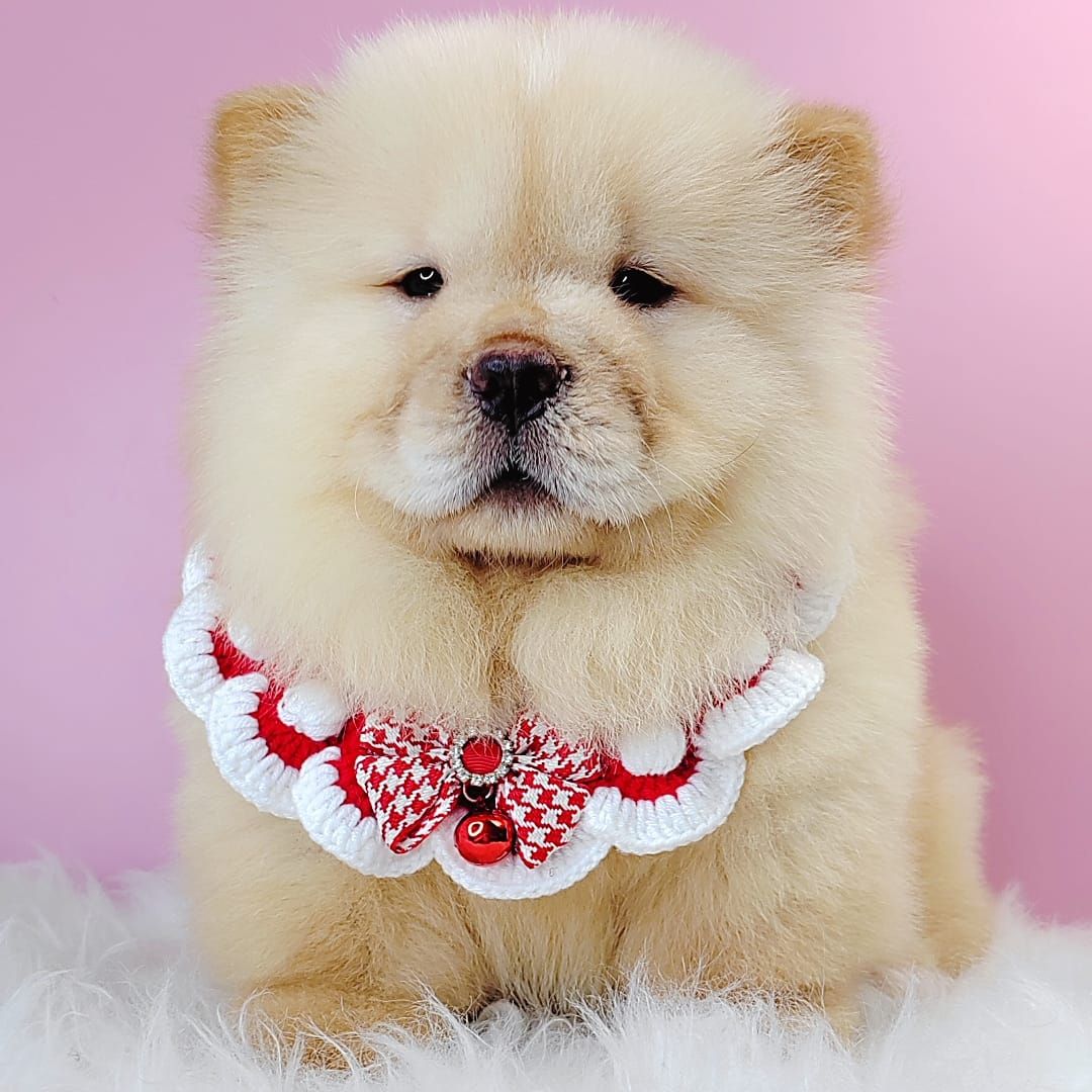 Chow Chow 松狮犬