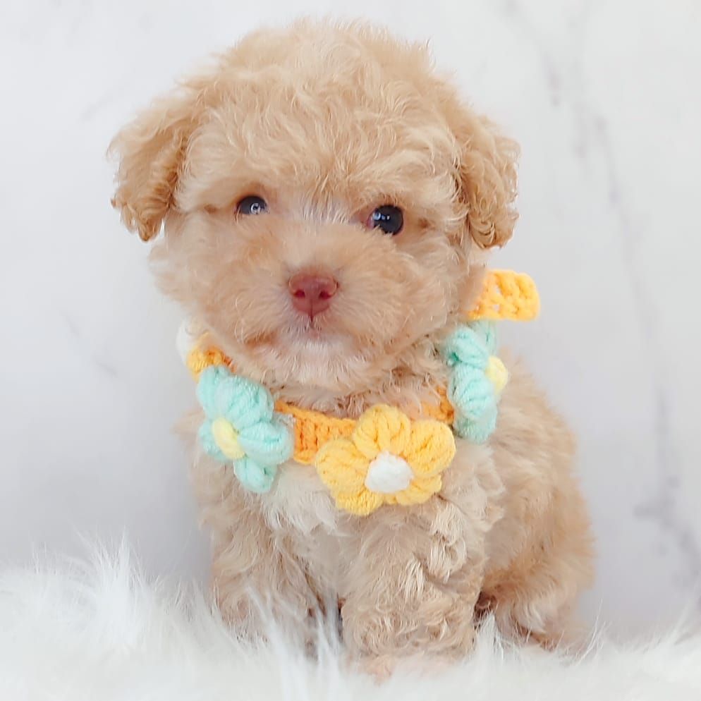 Maltipoo 马尔泰迪