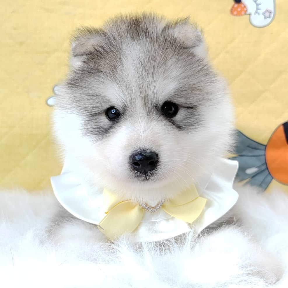 Wooly Husky 哈士奇