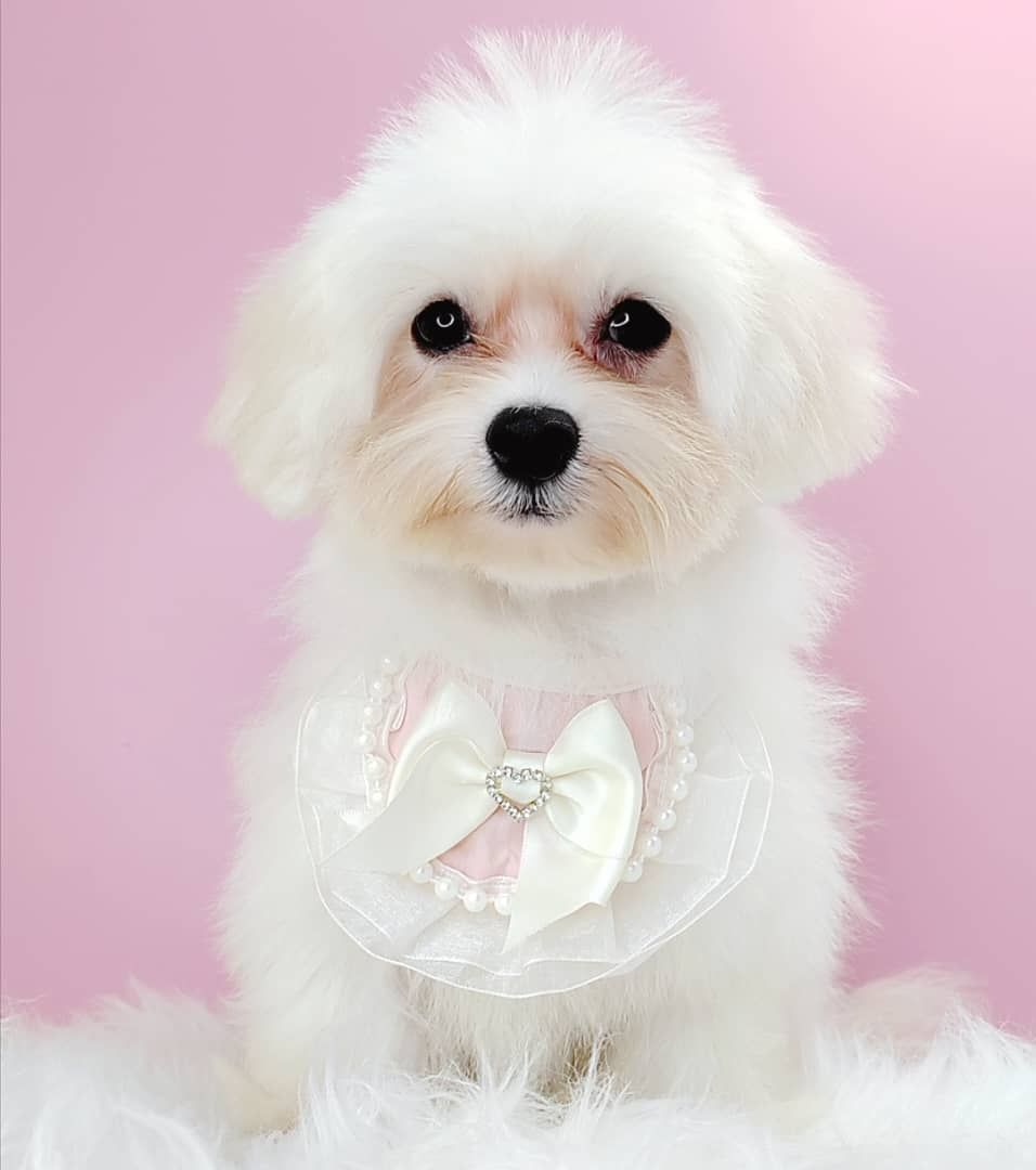 Maltipoo 马尔泰迪