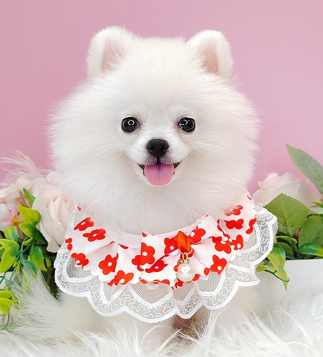 Pomeranian 博美