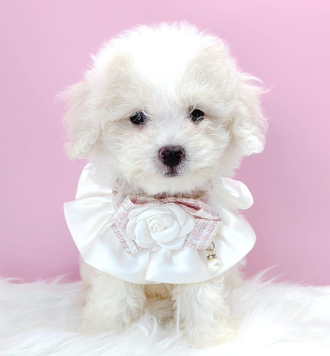 Maltipoo 马尔泰迪