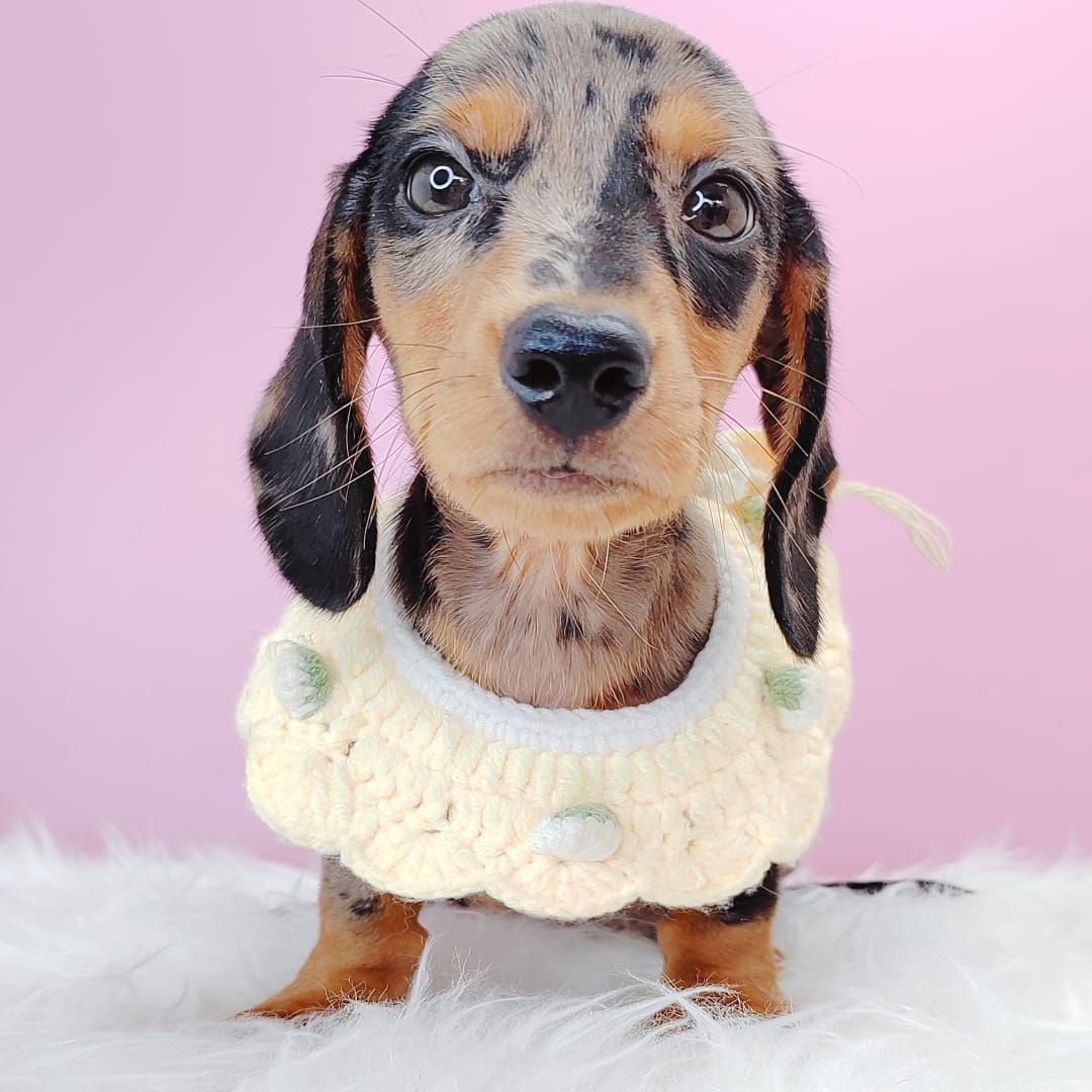 Dachshund 腊肠狗
