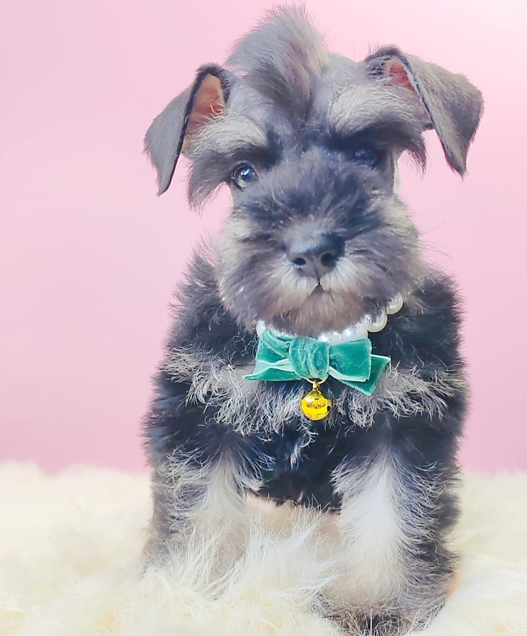 Schnauzer 雪纳瑞