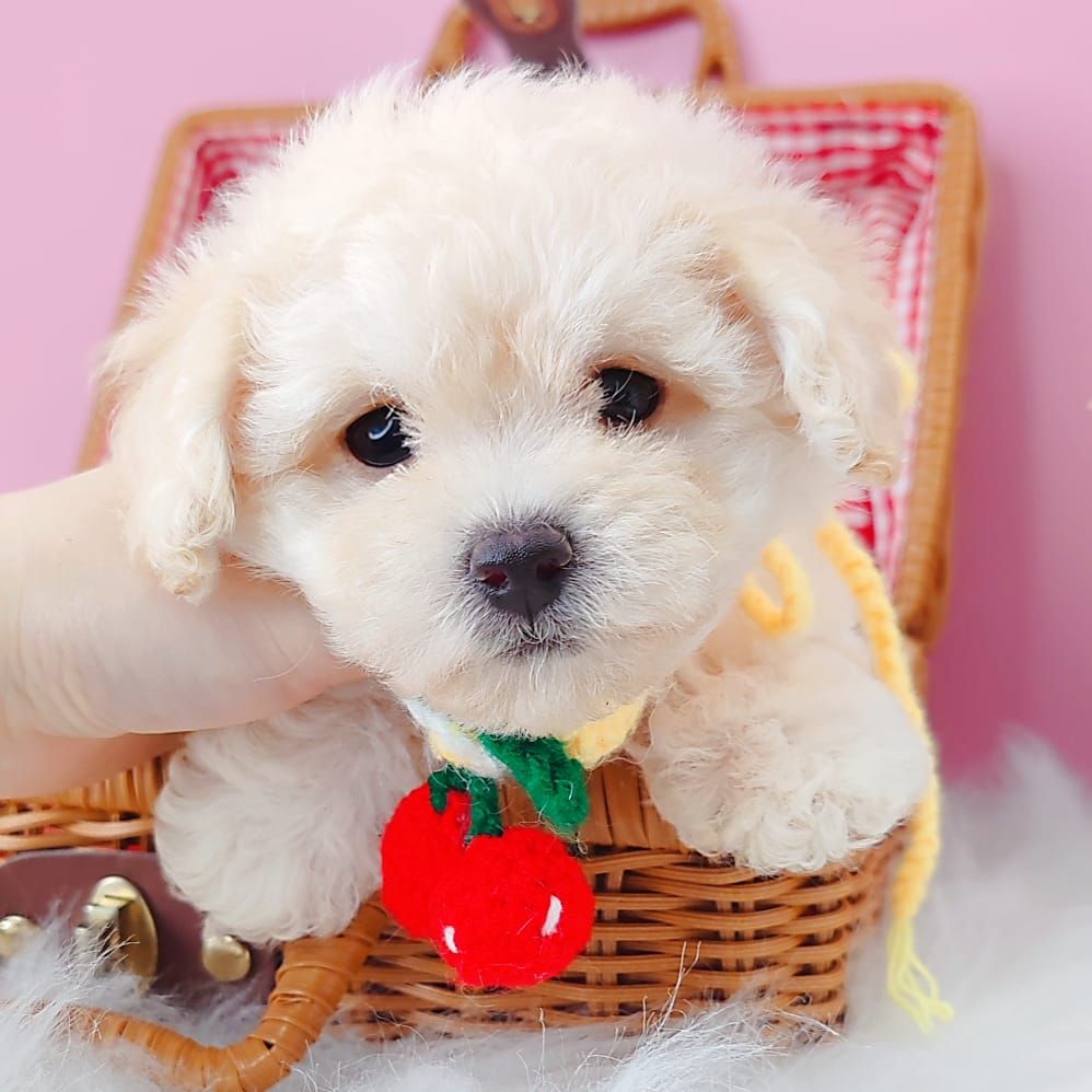 Poodle 娉拌开璐靛