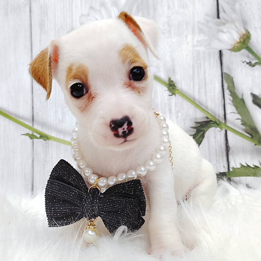 Jack Russell Terrier 杰克罗素梗
