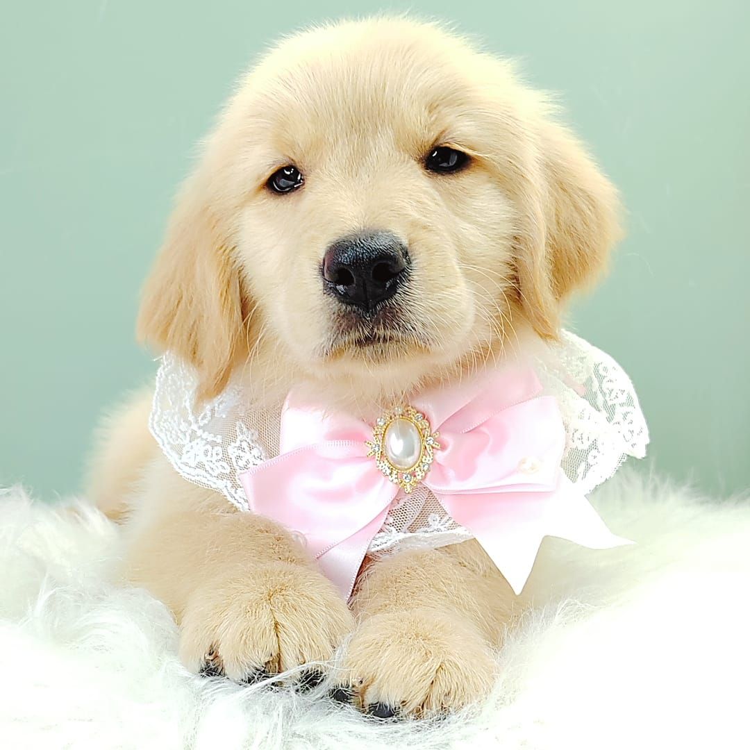 Golden Retriever 黄金猎犬