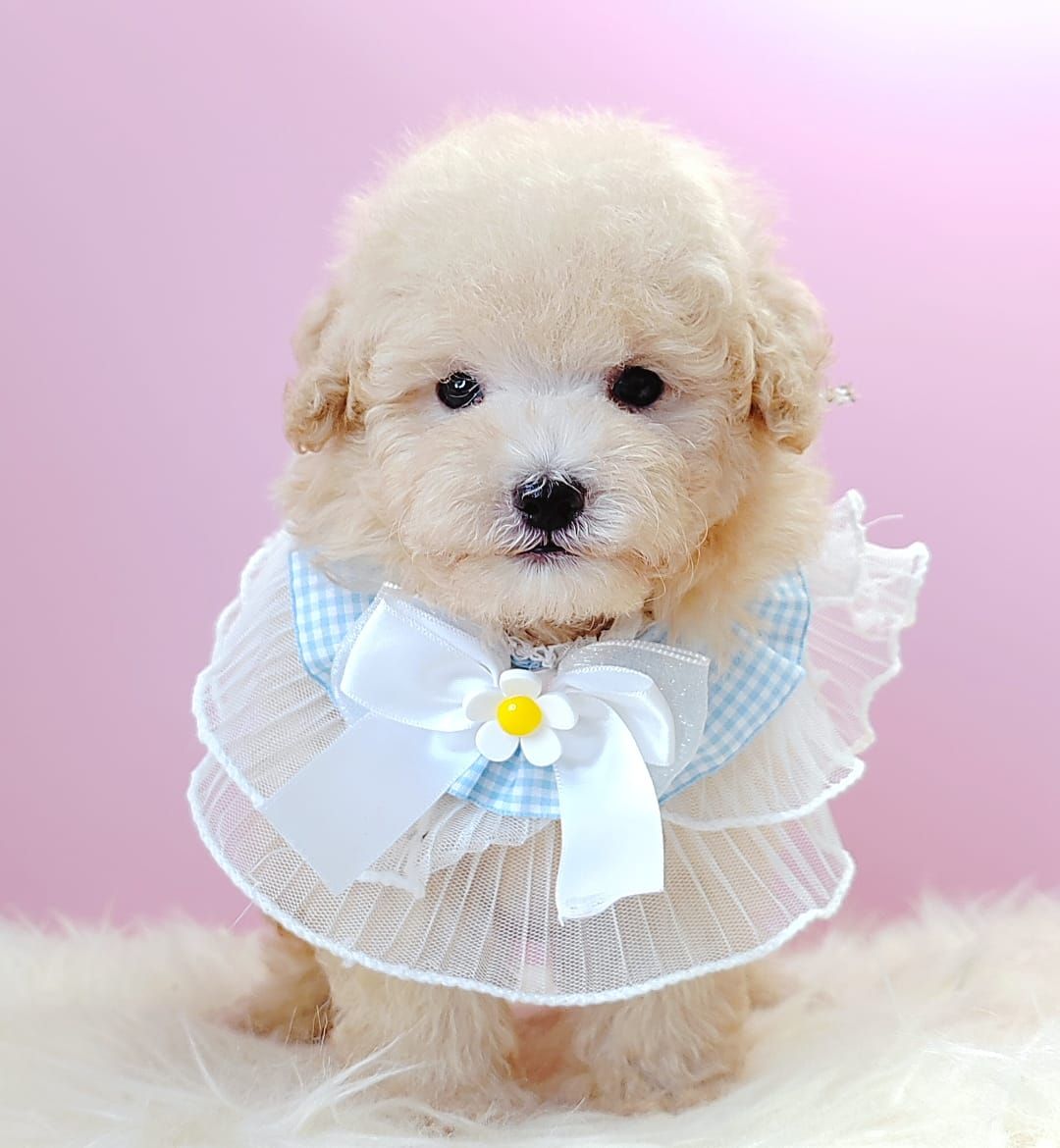 Poodle 娉拌开璐靛