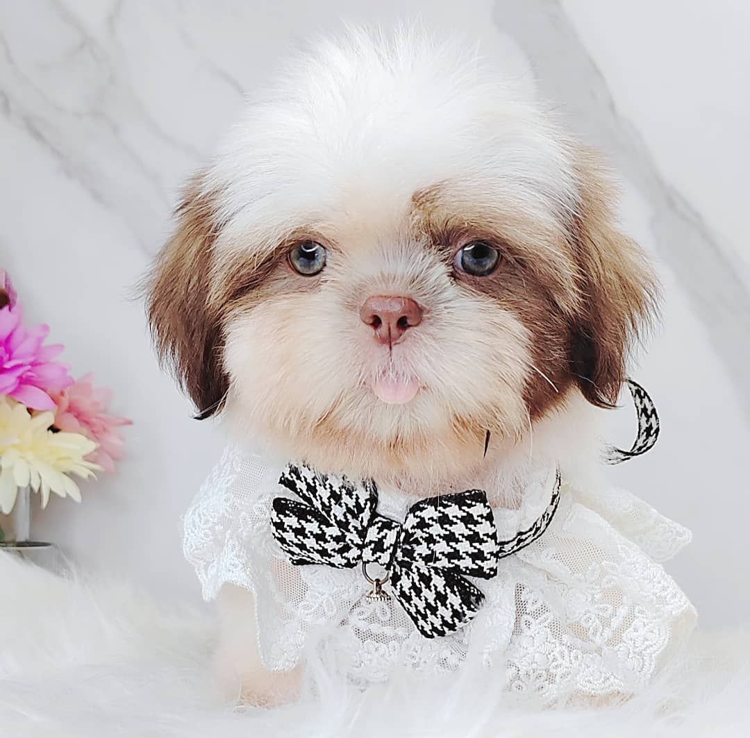 Shih Tzu 西施