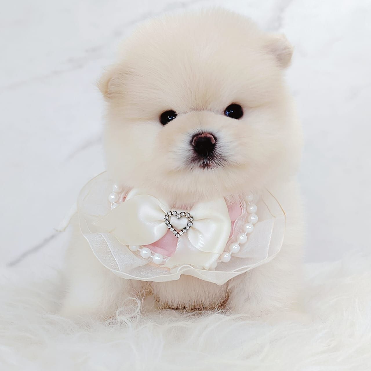 Pomeranian 博美