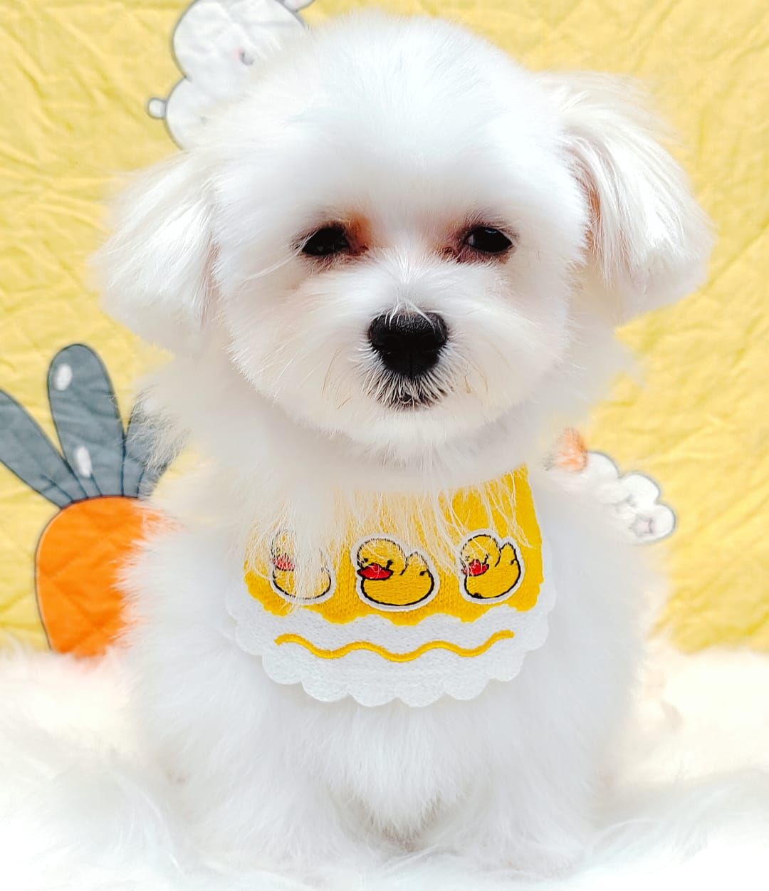 Maltese 马尔济斯