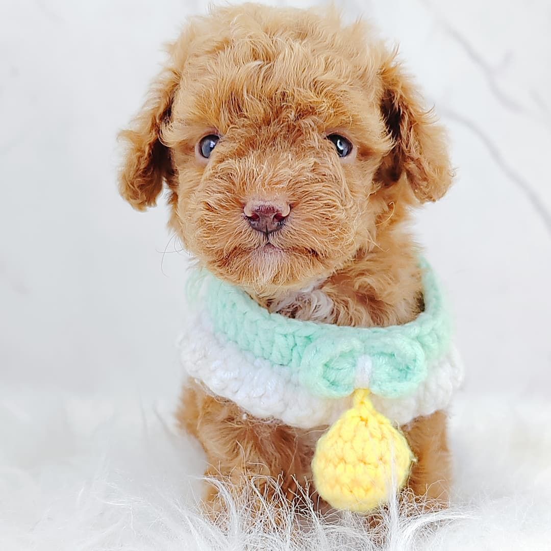 Poodle 娉拌开璐靛
