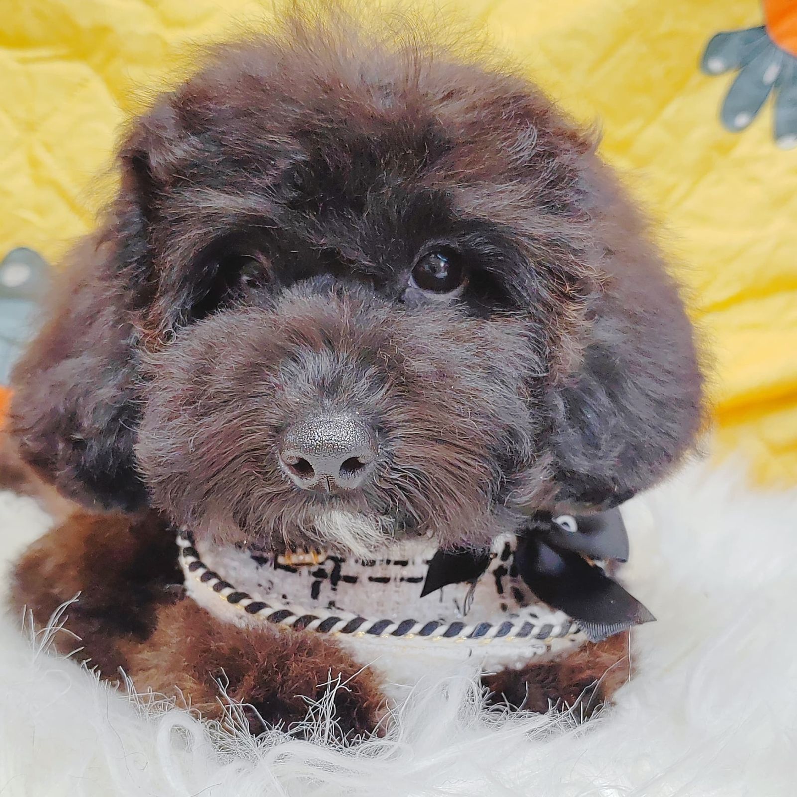 Poodle 璐靛娉拌开