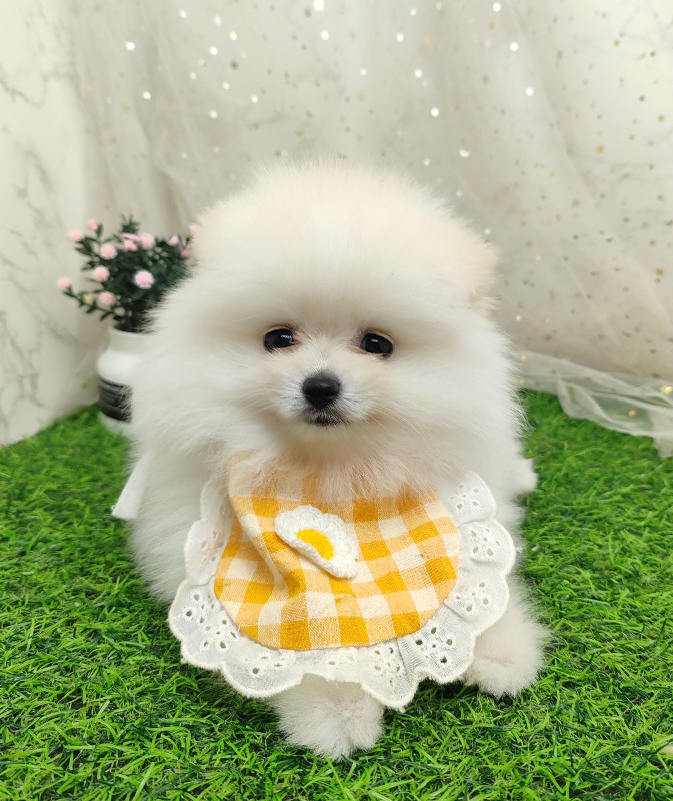 Pomeranian 博美