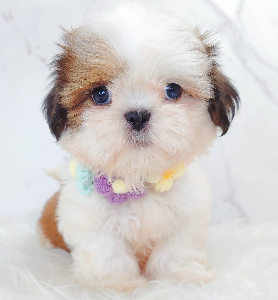 Shih Tzu 西施