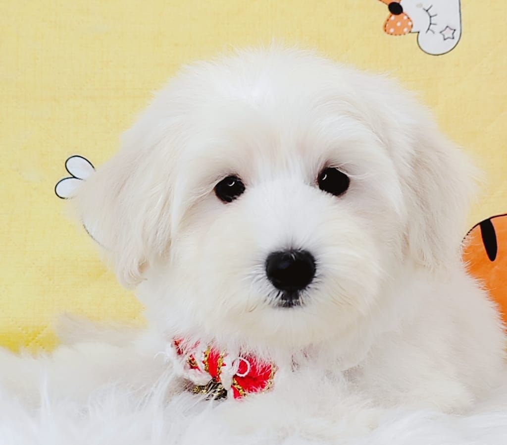 Maltipoo 马尔泰迪
