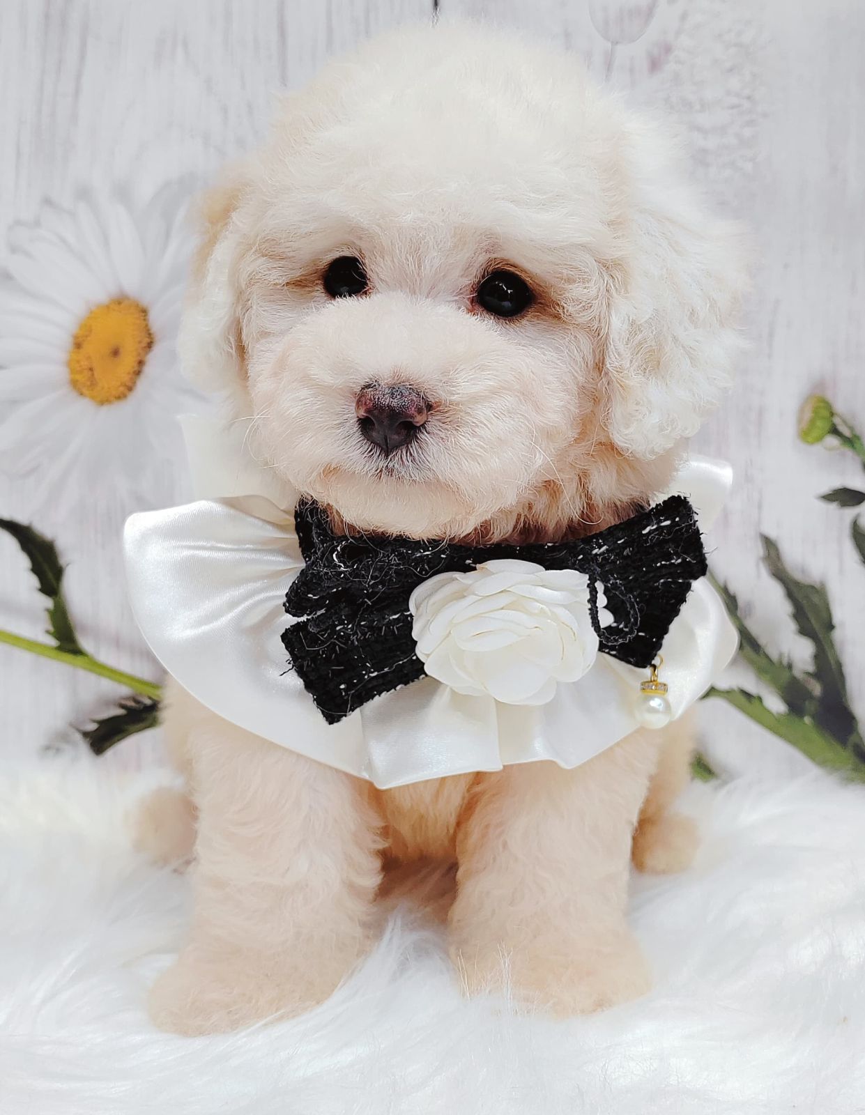 Poodle 娉拌开璐靛