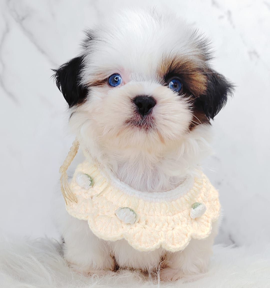 Shih Tzu 西施