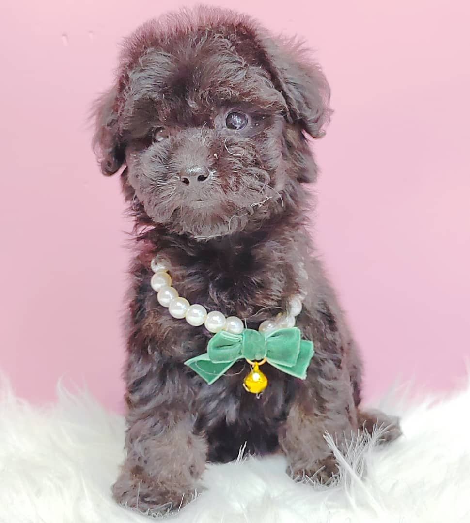 Poodle 璐靛娉拌开