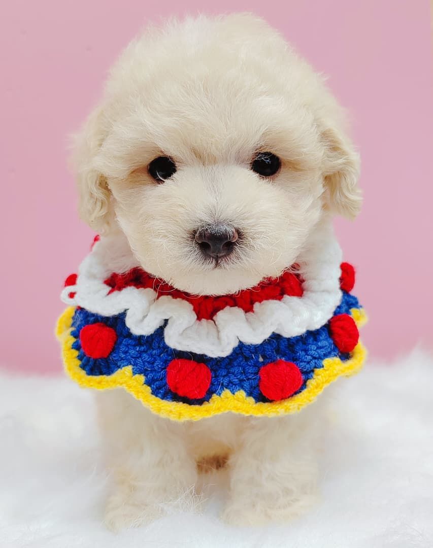 Maltipoo 马尔泰迪