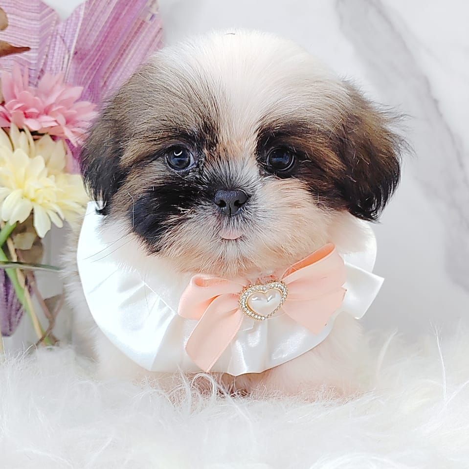 Shih Tzu 西施