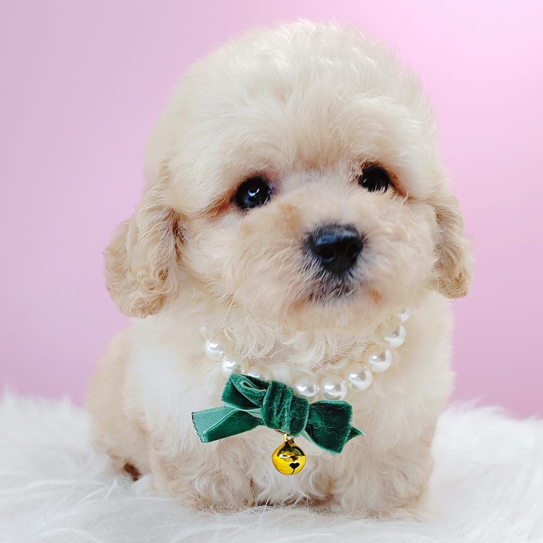 Maltipoo 马尔泰迪