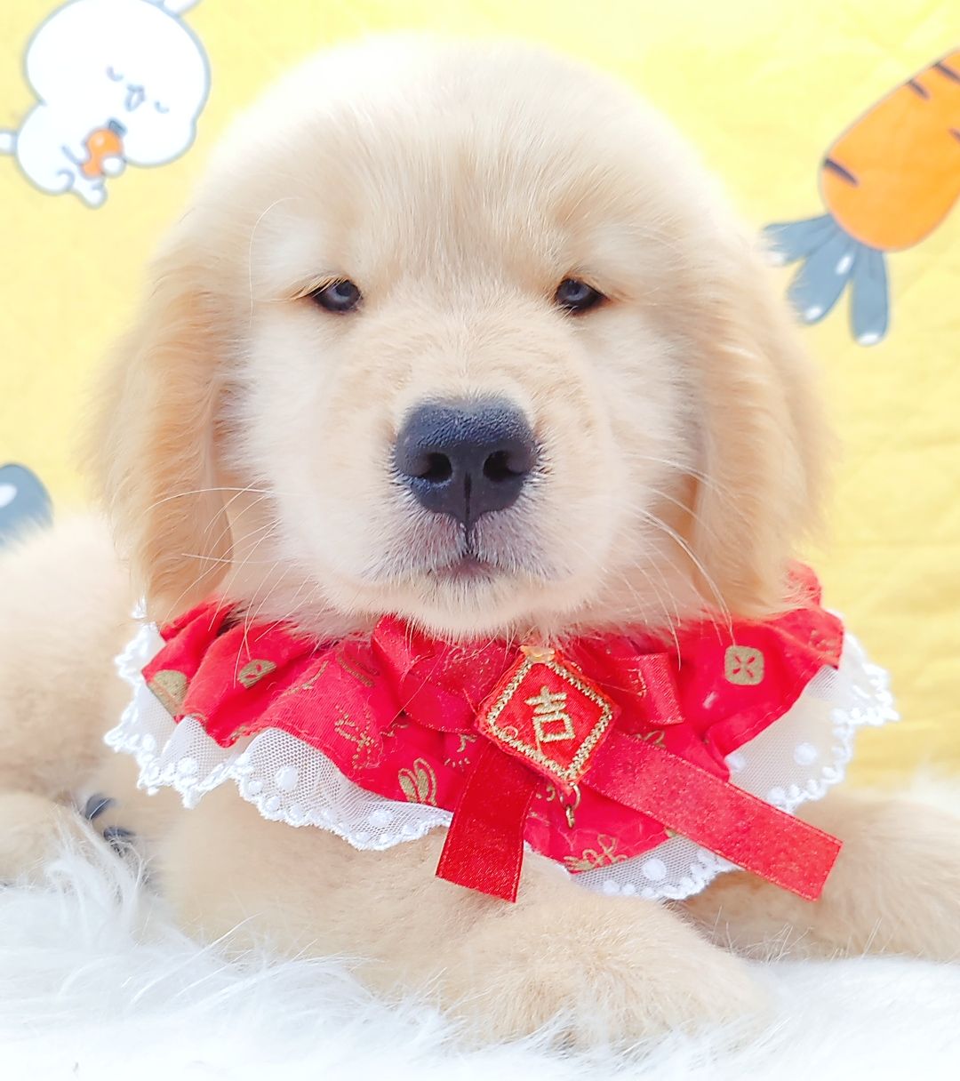 Golden Retriever 黄金猎犬