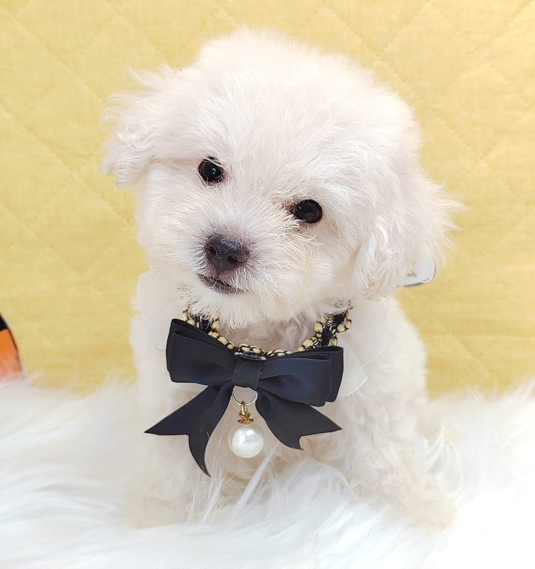 Poodle 娉拌开璐靛