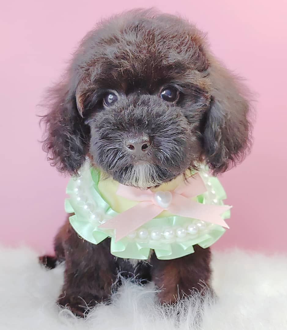 Poodle 娉拌开璐靛