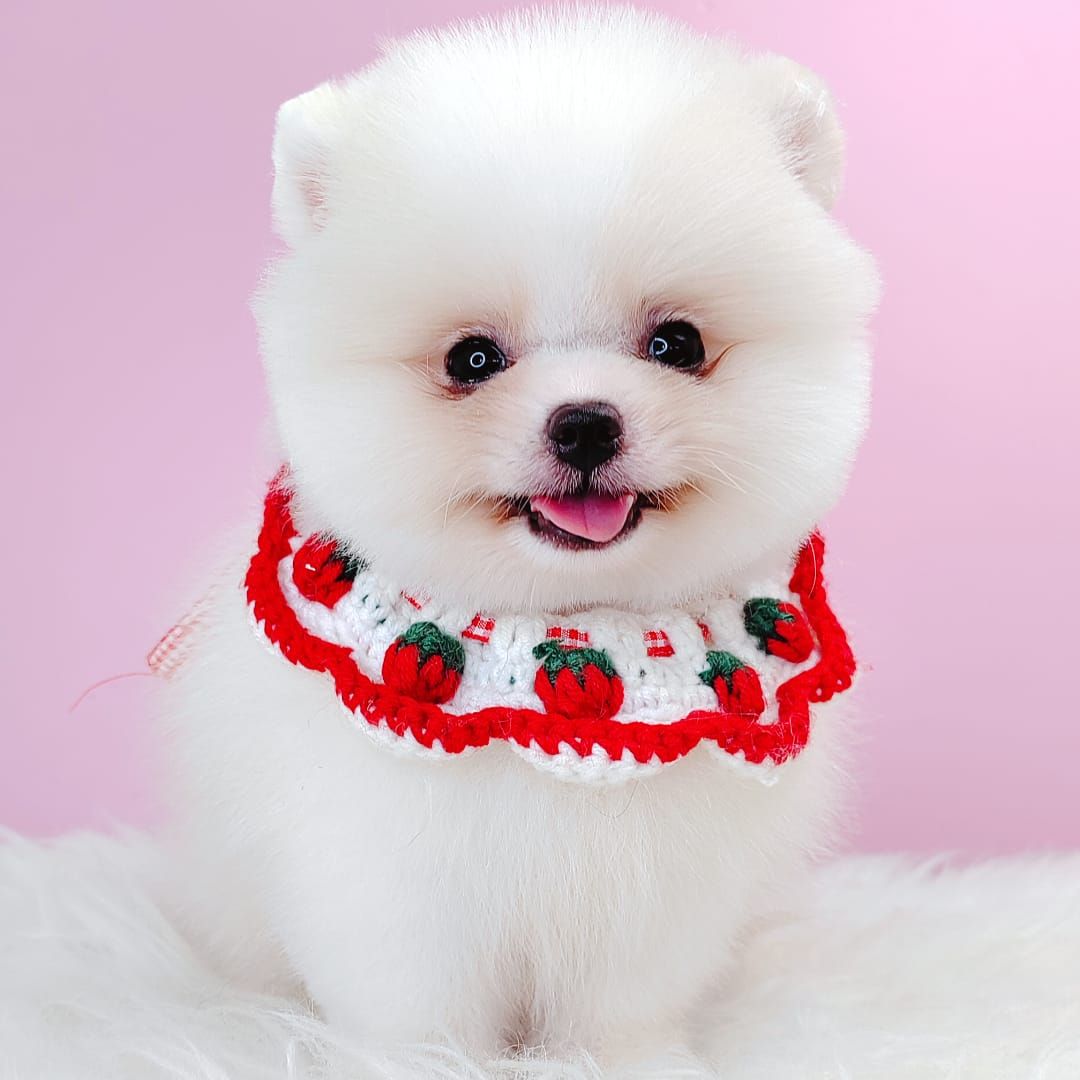 Pomeranian 博美