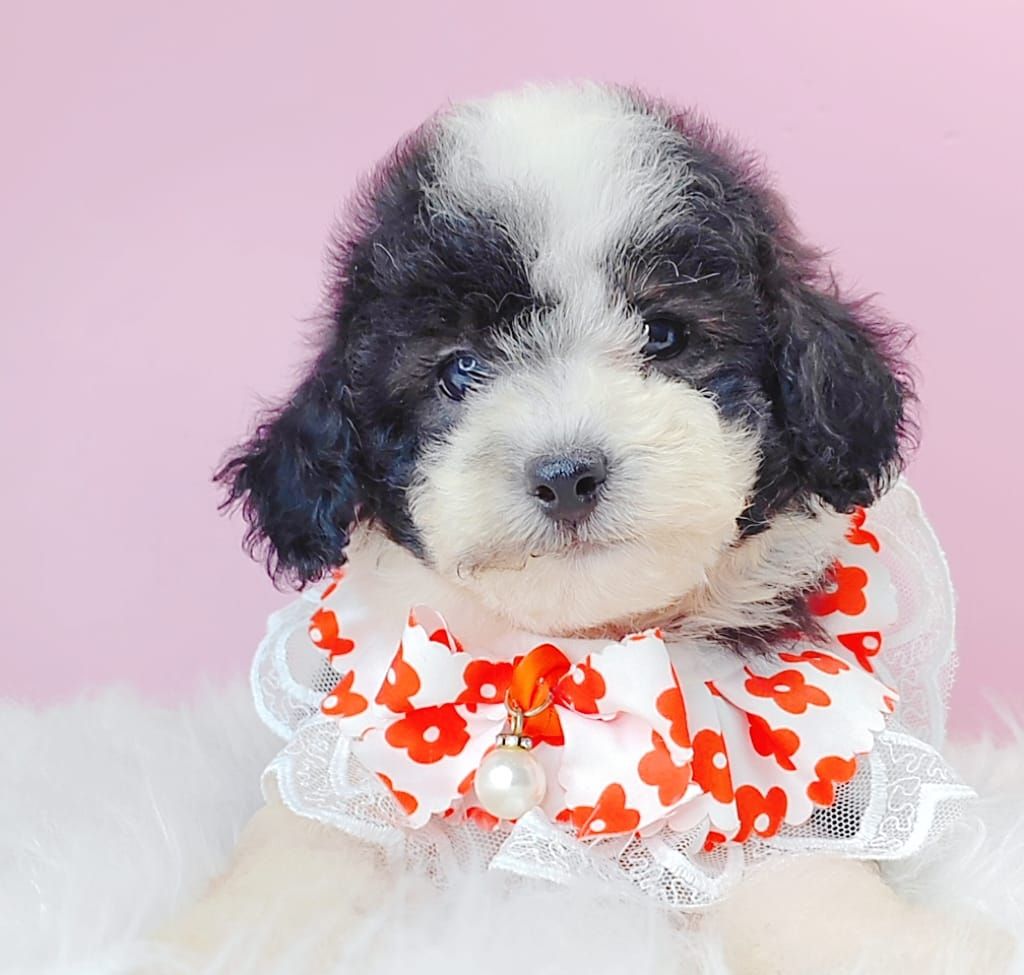 Poodle 娉拌开璐靛