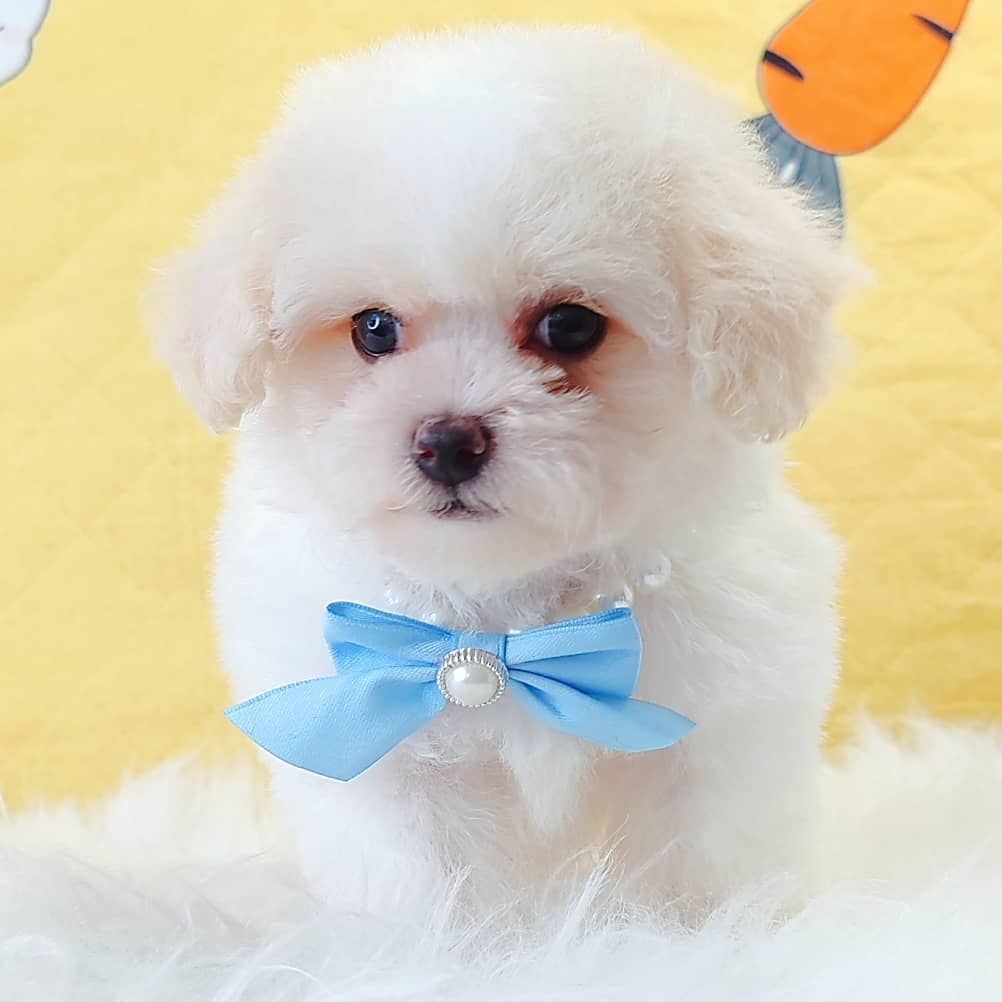 Poodle 娉拌开璐靛