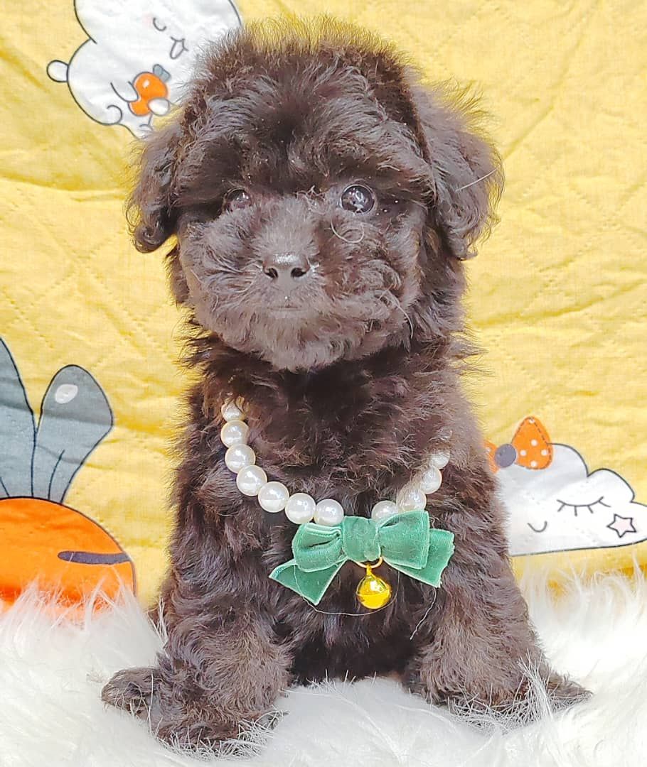 Poodle 璐靛娉拌开