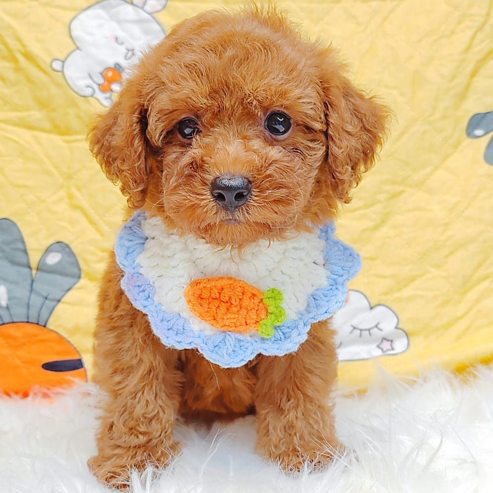 Poodle 娉拌开璐靛